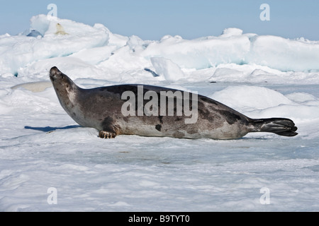 Harp Seal (Pagophilus groenlandicus) adult females with pups, aerial ...