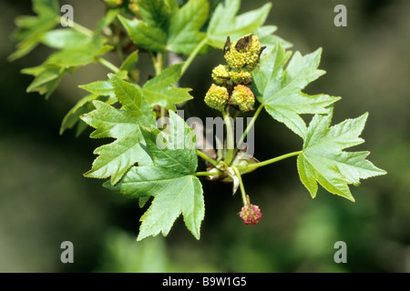 Oriental Sweetgum ,Turkish Sweetgum (Liquidambar orientalis) twig with leaves and flowers Stock Photo