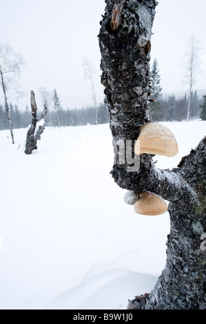 Tree Mushroom, Sweden Stock Photo