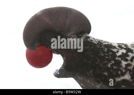 Hooded Seal (Cystophora cristata), male threatening Stock Photo