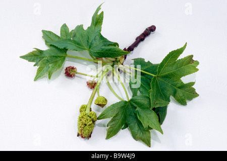 Oriental Sweetgum, Turkish Sweetgum (Liquidambar orientalis) twig with leaves and flowers, studio picture Stock Photo