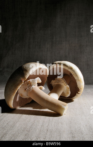 Two mushrooms on a canvas background, studio lit. Stock Photo