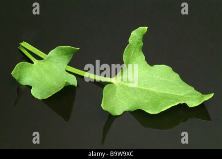 Medicinal plant römischer Ampfer Buckler leafed sorrel french sorrel Rumex scutatus Stock Photo