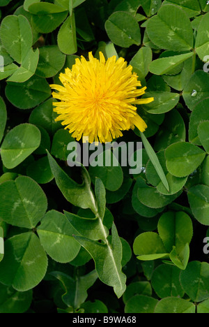 Yellow Dandelion in a patch of white clover Stock Photo