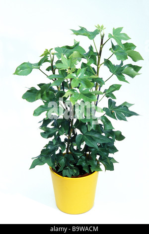 Aralia Ivy, Tree Ivy (Fatshedera lizei), potted plant, studio picture, intergeneric hybrid from japanese Aralia and ivy. Stock Photo
