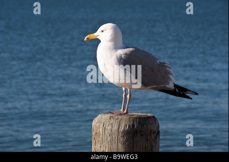 Seagull Stock Photo