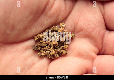 A handful of beetroot seeds ready for Spring planting. Stock Photo