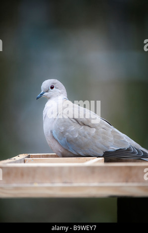 Streptopelia decaocto. Collared dove on a bird table Stock Photo