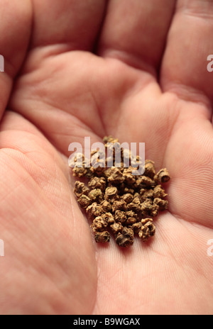 A handful of beetroot seeds ready for Spring planting. Stock Photo