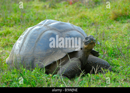 Giant Tortoise of the Galapagos Stock Photo