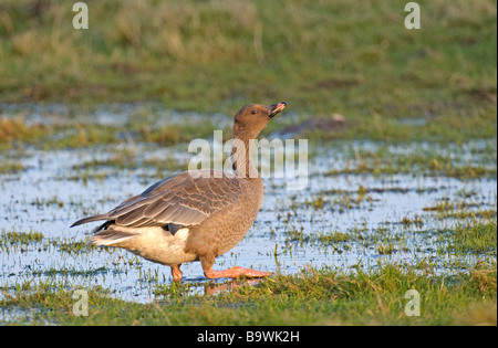 Pink footed goose Anser brachyrhynchus drinking Holkham Marshes NNR Norfolk January Stock Photo