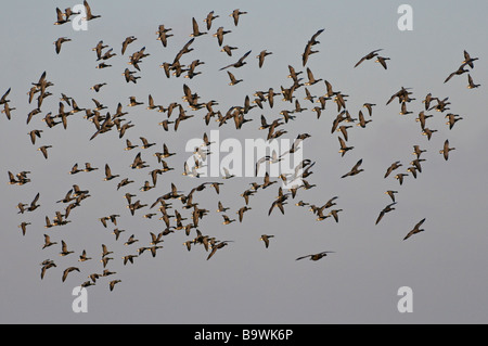 Flock of dark bellied brent geese Branta bernicla in flight North Norfolk England January Stock Photo