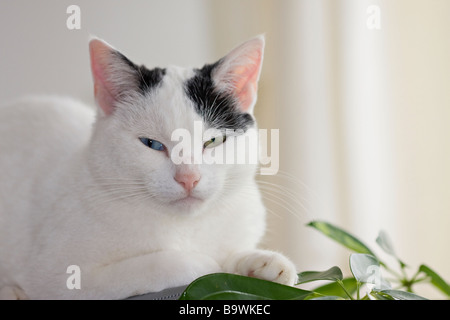 A young female odd-eyed Black and White cat (Felis catus) in pensive mood looking directly at the camera Stock Photo