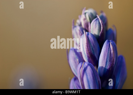 Spanish Bluebells in Kent, UK Stock Photo