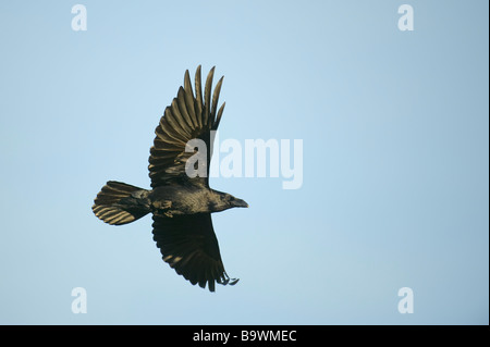 Common raven Corvus corax adult in flight Wales January Stock Photo