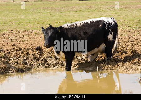 A single Friesian Cow at the edge of a big muddy puddle in field in Spring Stock Photo
