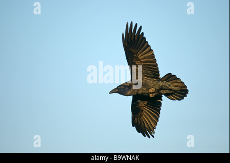 Common raven Corvus corax adult in flight Wales January Stock Photo