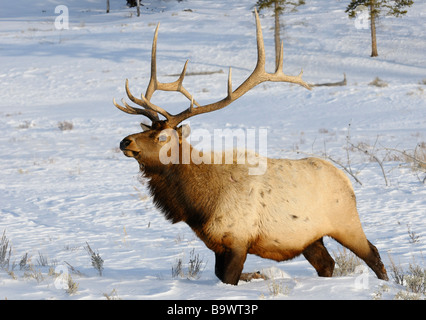 Mature bull elk with antlers walking in deep snow at Blacktail Deer Plateau Yellowstone National Park Wyoming USA Stock Photo