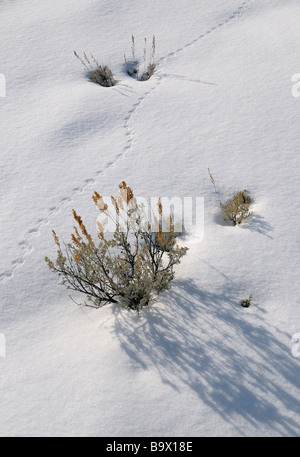 Deer mouse tracks on fresh snow with Sagebrush near Blacktail Deer Creek Yellowstone National Park Wyoming in winter Stock Photo