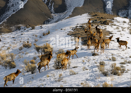 Herd of female Elk moving up a snow covered ridge at Mount Everts Lava Creek in Yellowstone National Park Wyoming USA in winter Stock Photo