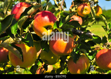 Organic ripe apples ready to pick on tree branches Stock Photo