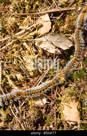 Processionary caterpillars migrating to a pupation site.France. Chenilles processionnaires à la recherche d'un site de nymphose. Stock Photo