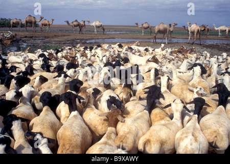 Goats And Camel Oasis Chalbi Desert Kenya Africa Stock Photo - Alamy