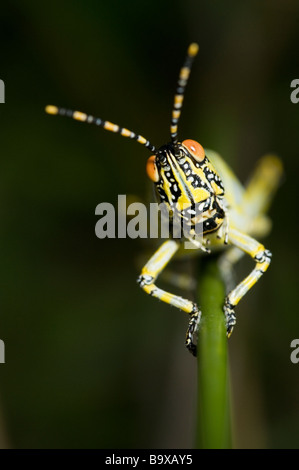 An adult Elegant Grasshopper (Zonocerus elegans) perched on a thin piece of grass, facing the camera. Isimangeliso Wetland Park, St Lucia Stock Photo