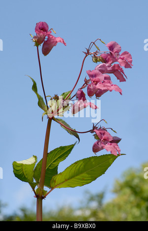 Flowers of Himalayan Balsam (Impatiens glandulifera).