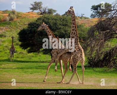 giraffe mating Stock Photo