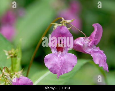 Flowers of Himalayan Balsam (Impatiens glandulifera).