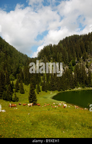 Herd of  cows on a pasture near lake in Alps, Triglav National Park, Slovenia Stock Photo