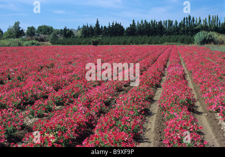 Rows of Common Red Petunias Growing in Field in Commercial Flower Nursery, Durance Valley, Provence, France Stock Photo
