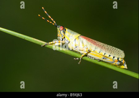 Side view of an adult Elegant Grasshopper (Zonocerus elegans) perched on a thin piece of grass. Isimangeliso Wetland Park, St Lucia, Kwazulu Natal Stock Photo