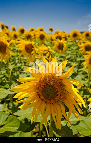Campo de Girasoles Tarifa Cádiz Provincia Andalucía España Sunflowers Field in Tarifa Cádiz Andalusia Spain