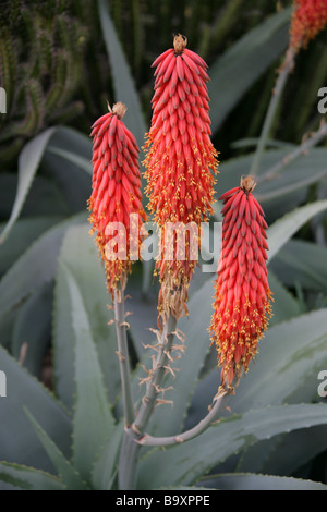 Arabian Aloe, Aloe rubroviolacea, Asphodelaceae, Saudi Arabia Stock Photo