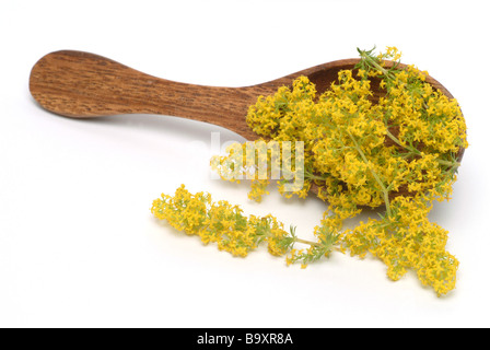 medicinal plant Lady s bedstraw Cheese rennet Yellow spring bedstraw Galium verum Stock Photo