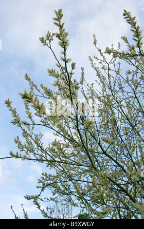 Musk Willow aka Egyptian Musk Willow, Salix aegyptiaca, Salicaceae ...