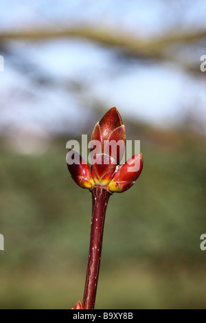 silver maple white maple acer saccharinum leaf bud in springtime before opening Stock Photo