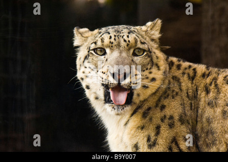 Leopard (Panthera pardus) Stock Photo