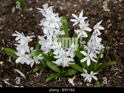 Tubergen Squill, Scilla mischtschenkoana, Hyacinthaceae. Caucasus, Iran Stock Photo