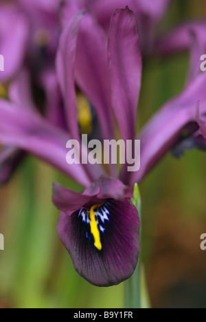 IRIS J S DIJT Stock Photo