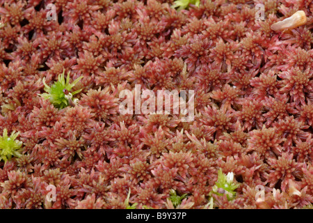 Red bog moss Sphagnum capillifolium ssp rubellum UK Stock Photo