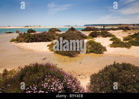 Natural Park Marshes of Barbate Atlantic Ocean Costa de la Luz Cadiz Andalusia Spain