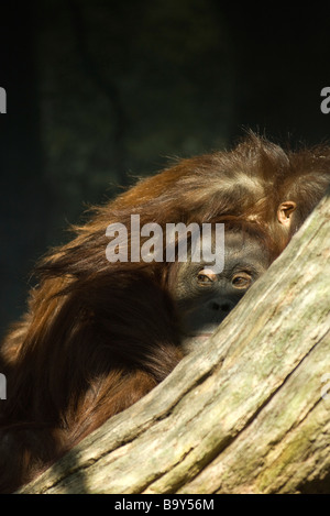 Orangutan (Pongo pygmaeus) Stock Photo