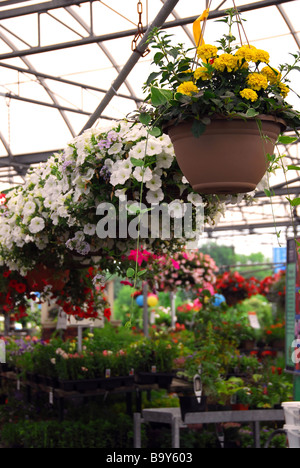 Rows of flowers for sale in a greenhouse Stock Photo