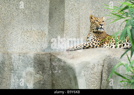 Amur leopard (Panthera pardus orientalis) Stock Photo