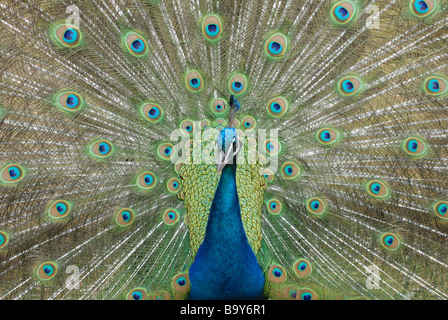 Peacock in its full glory Stock Photo