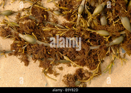Red epiphytic seaweed Polysiphonia lanosa on knotted wrack Ascophyllum nodosum UK Stock Photo