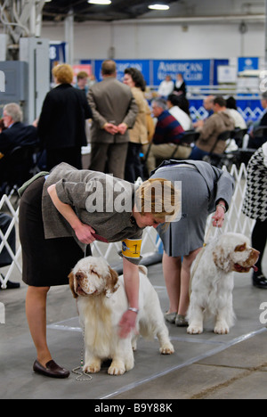 Clumber Spaniels being Shown in the Show Ring at the Louisville Dog Show in Louisville Kentucky Stock Photo